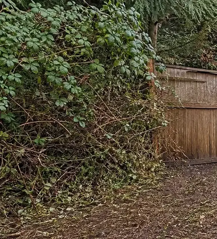 Blackberry removal along a residential fence line by Clear Grade