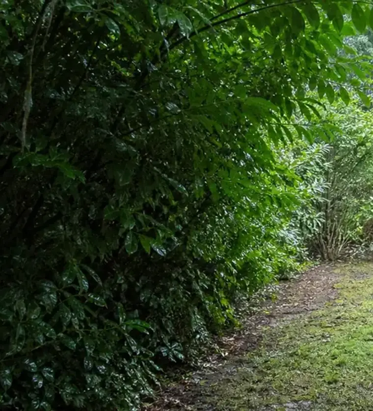 Residential bush removal and yard cleanup by Clear Grade