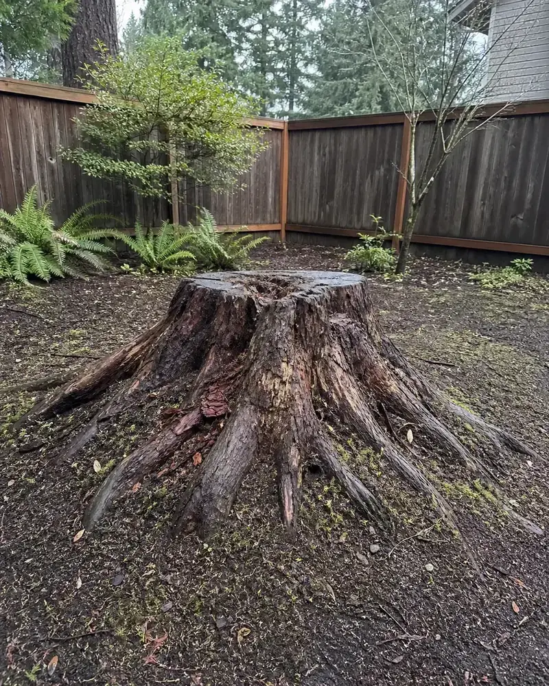 Example yard area with a large stump before grinding