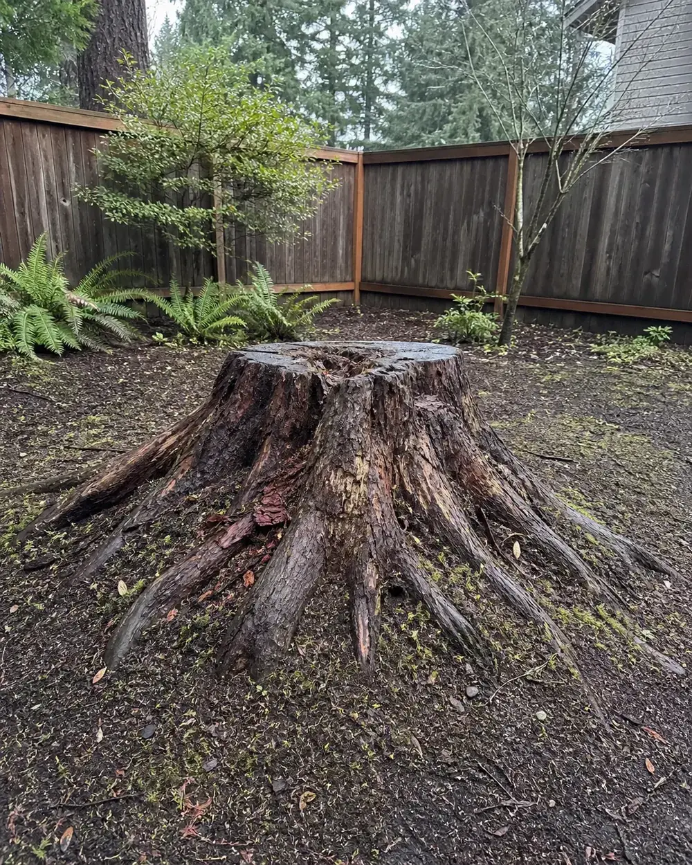 Example yard area with a large stump before grinding
